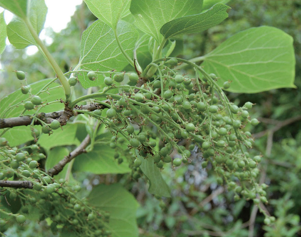 有齿鞘柄木- 贵州数字出版云村寨平台