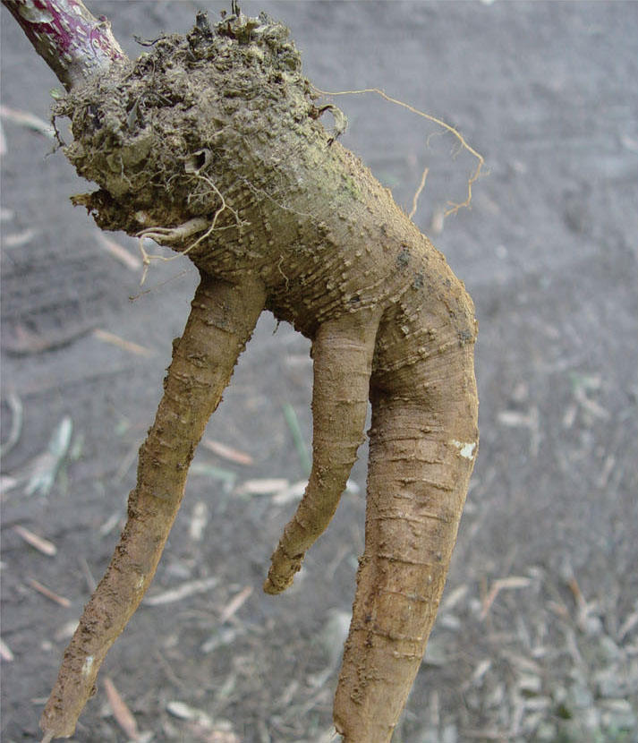 商陆- 贵州数字出版云村寨平台