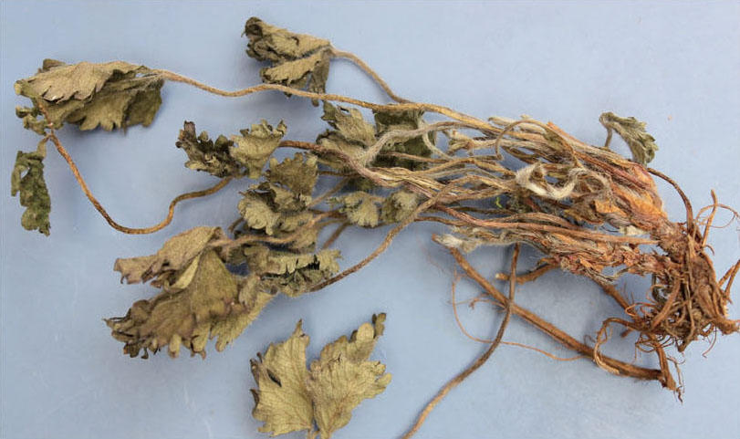 尼泊尔老鹳草