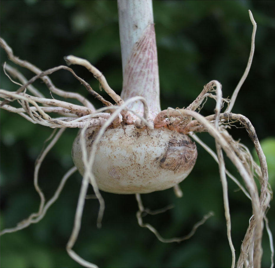 天南星- 贵州数字出版云村寨平台